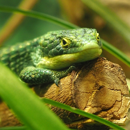 alligator lizard