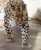 Leopard pacing