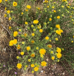 Hairy golden aster and other flowers