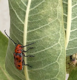 Western milkweed longhorn beetle