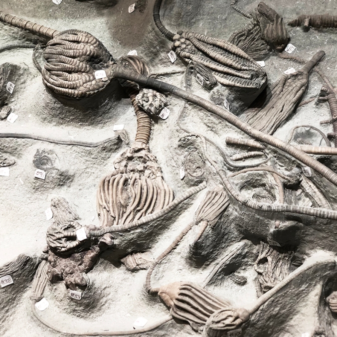 Fossil crinoids